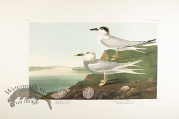 American Scoter Duck